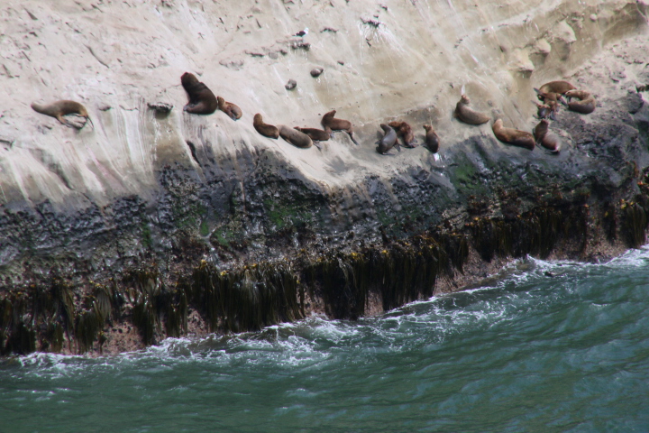 Les otaries à LA MUELLE DEL AMA